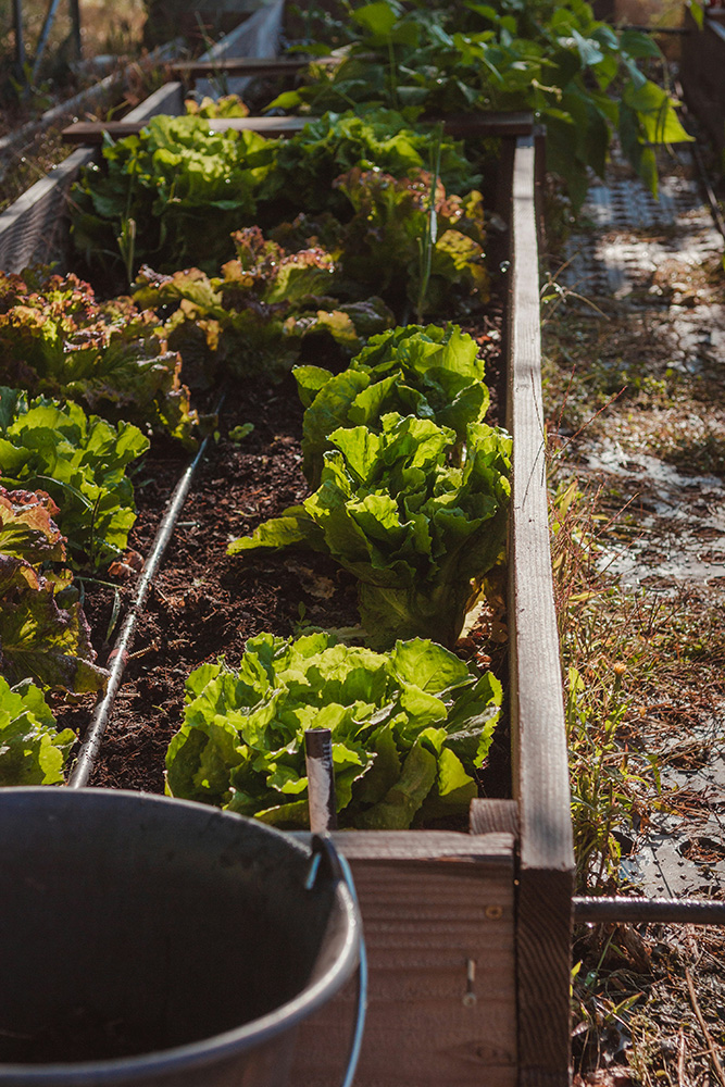 conseil potager permaculture nantes