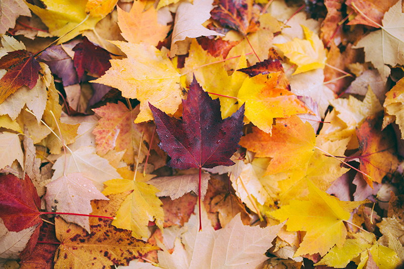 que faire en automne