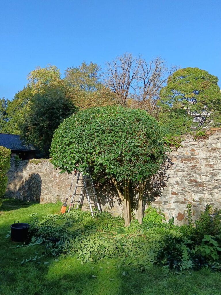 Entretien des espaces verts pour syndics et copropriétés à Nantes taille arbre syndic nantes