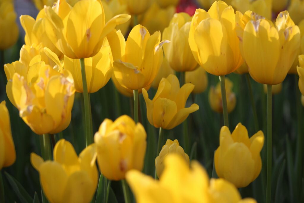A mesmerizing close-up of bright yellow tulips in a sunny garden, showcasing nature's beauty.