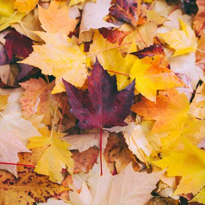 Préparer son jardin à l’automne : les bons gestes de saison